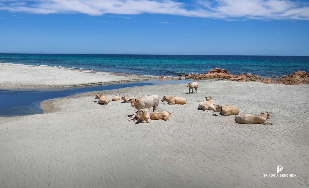 Spiaggia Berchida vacche bianche 2