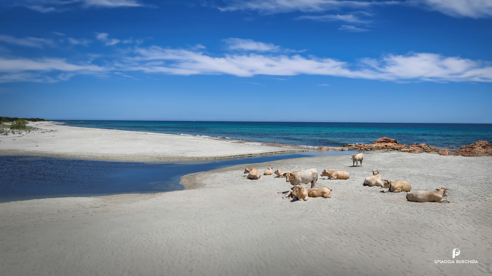 Spiaggia Berchida vacche bianche 3