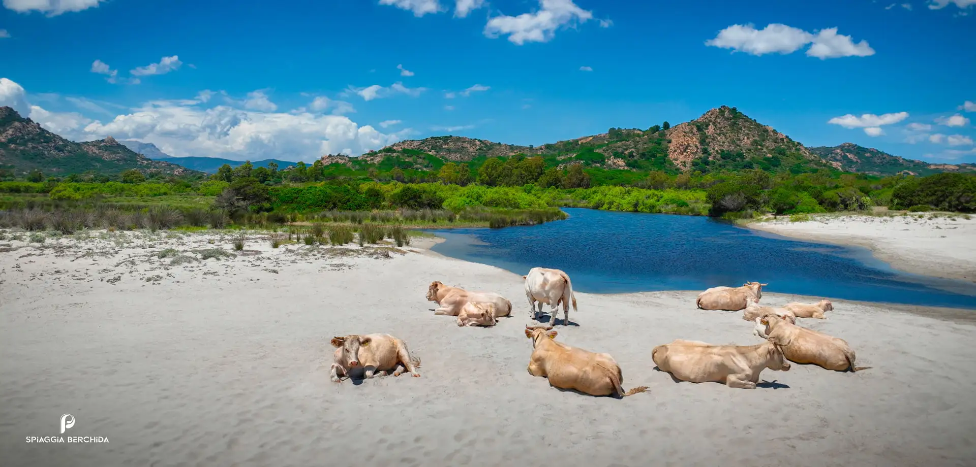 Spiaggia Berchida vacche bianche